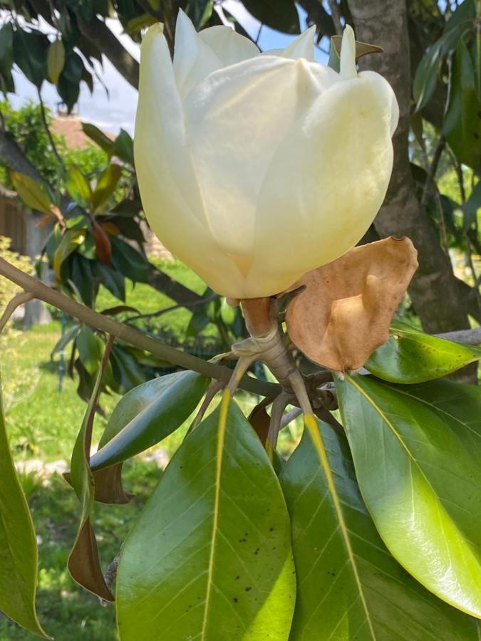 La Roubine,